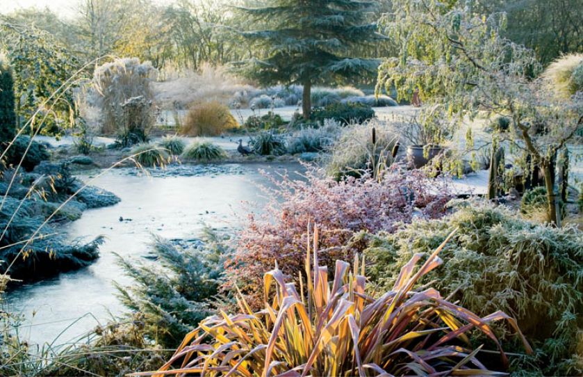 Pożółkłe trawy, czerwone berberysy i zieleń iglaków przyprószył szron.