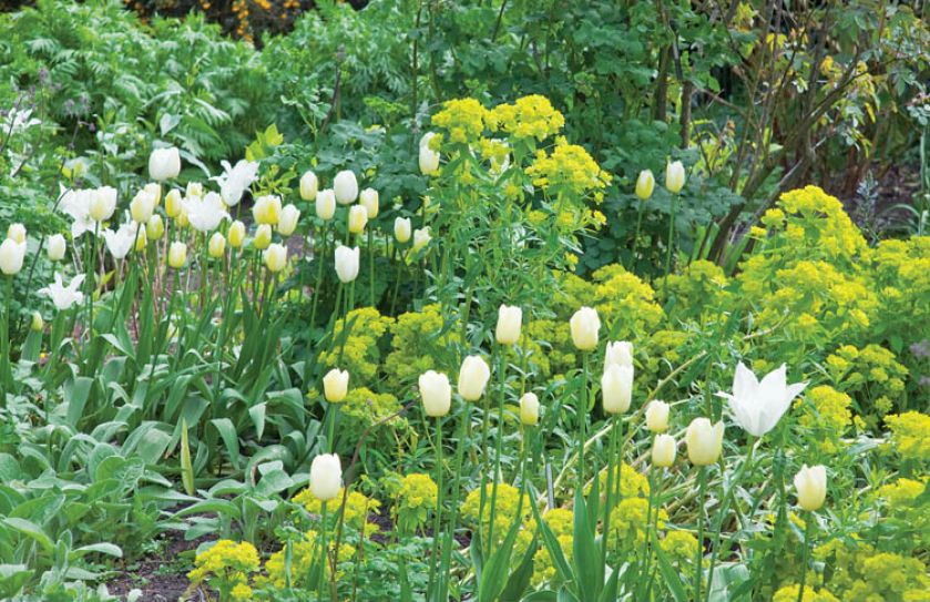 Euphorbia Polychrom , popularnie zwana wilczomleczem pstrym.