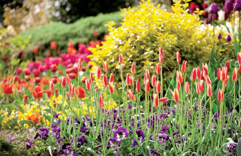 Fioletowe bratki stanowią ladne tlo dla smuklych czerwonych tulipanów.