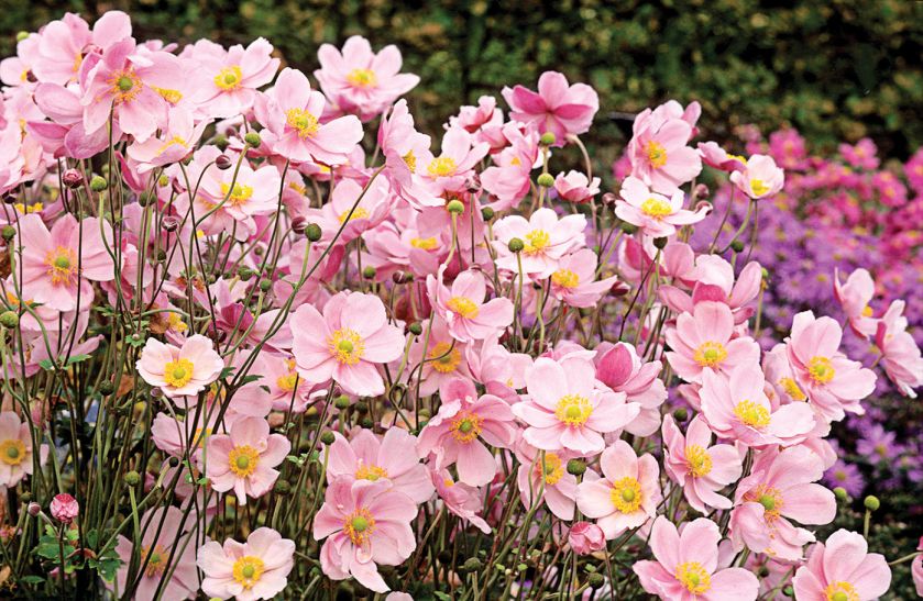 Zawilec japoński. Ogród w cieniu jak malowany