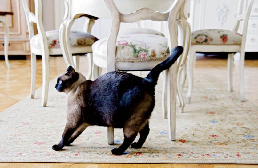 - Franek to taki kot-pies - śmieją się gospodarze.