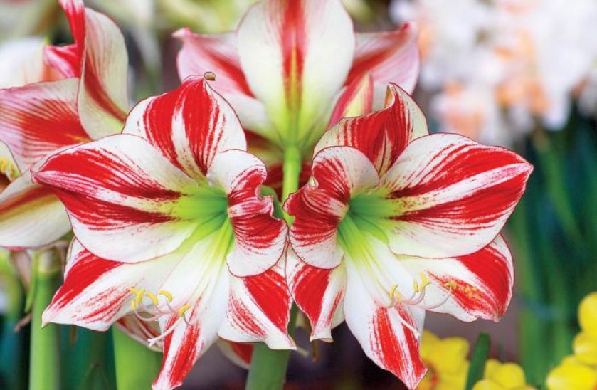 zwartnica hippeastrum
