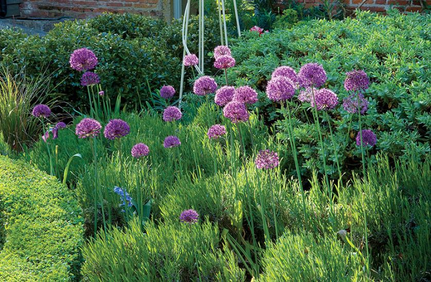 Dwa hektary otoczone wodą, z resztkami starych ceglanych murów, różanymi pergolami, równiutkimi żywopłotami. Im dalej