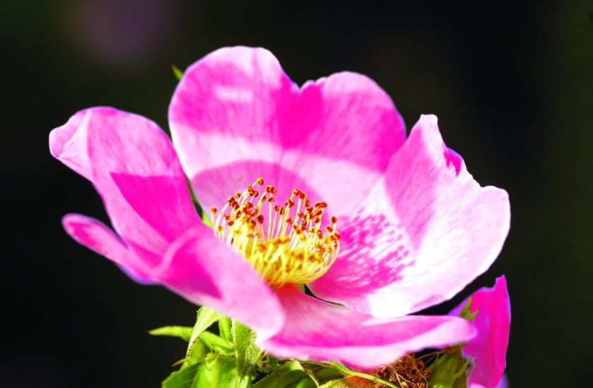 Eden, raj - co rosło w biblijnym ogrodzie?