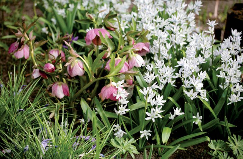 Niepozorne białe kwiatki pozwalają odpocząć oczom.