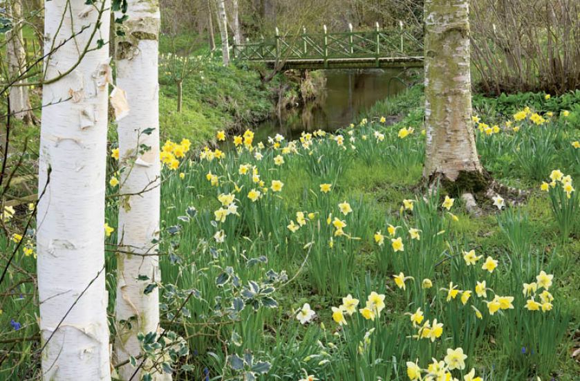 Żonkilowa łaczka nad brzegiem rzeczki.