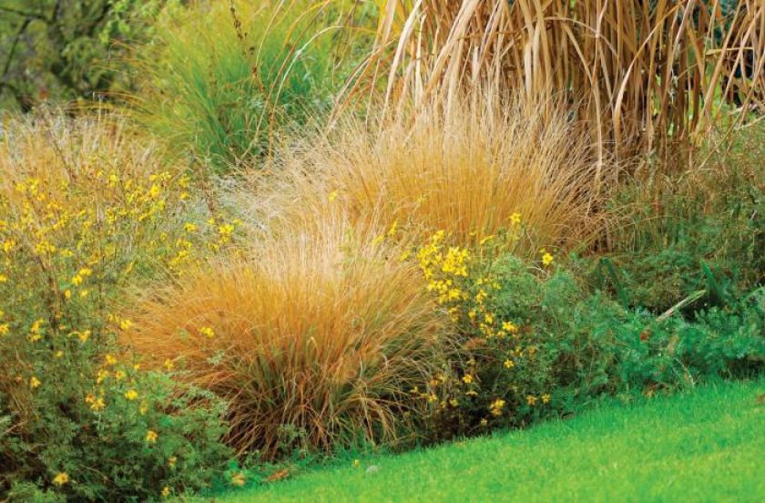Żółty uczep (sam się rozsiewa i kwitnie do późnej jesieni) przeplatany trawami: rozpleenicą japońską i miskantem olbrzymim.