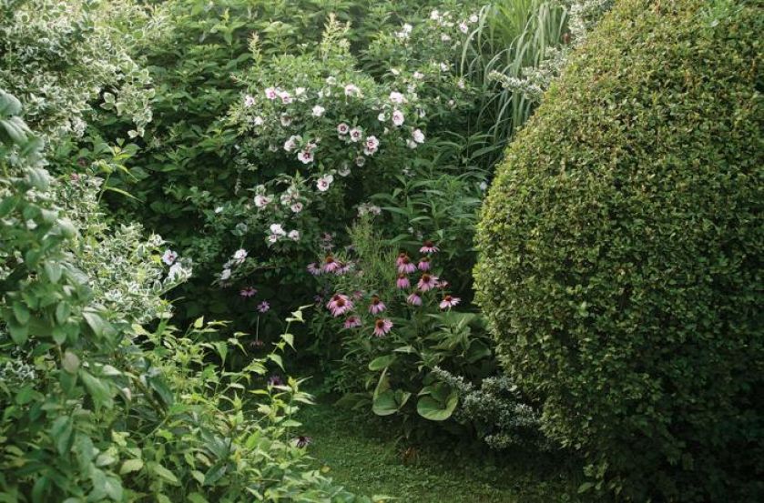 Ketmia syryjska i jeżówka. Ogród pełen traw i żywopłotów