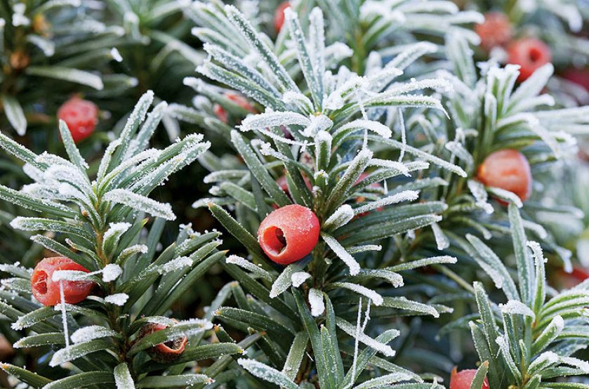 Cis pospolity, odmiana ‘Fastigiata’