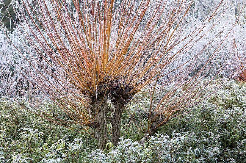 Wierzba biała, odmiana ‘Złocista’