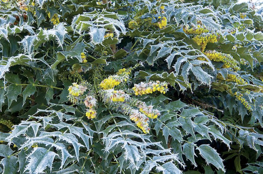 Mahonia pośrednia, odmiana ‘Winter sun’