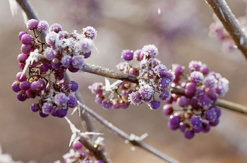Pięknotka Bodiniera, odmiana ‘Profusion’