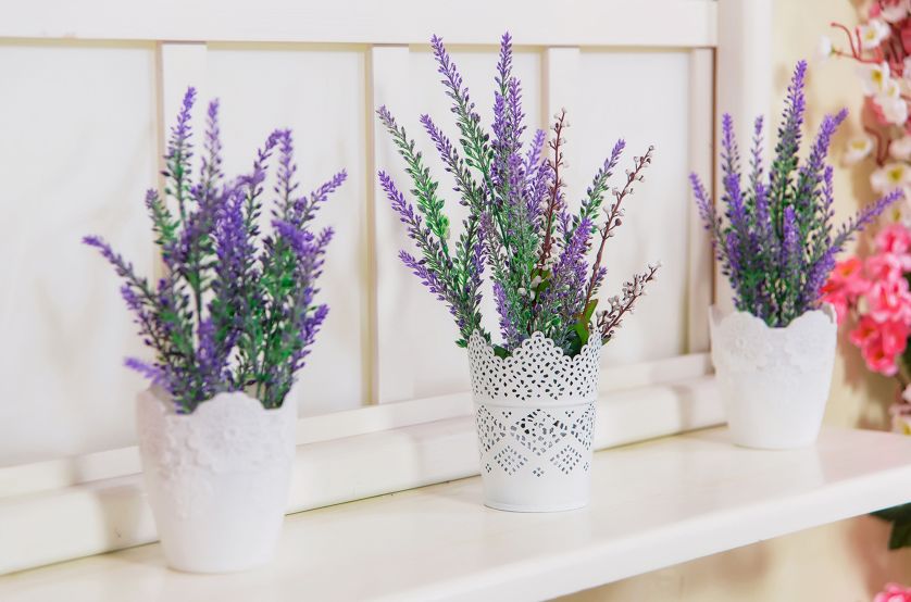 Lawenda w doniczce w domu