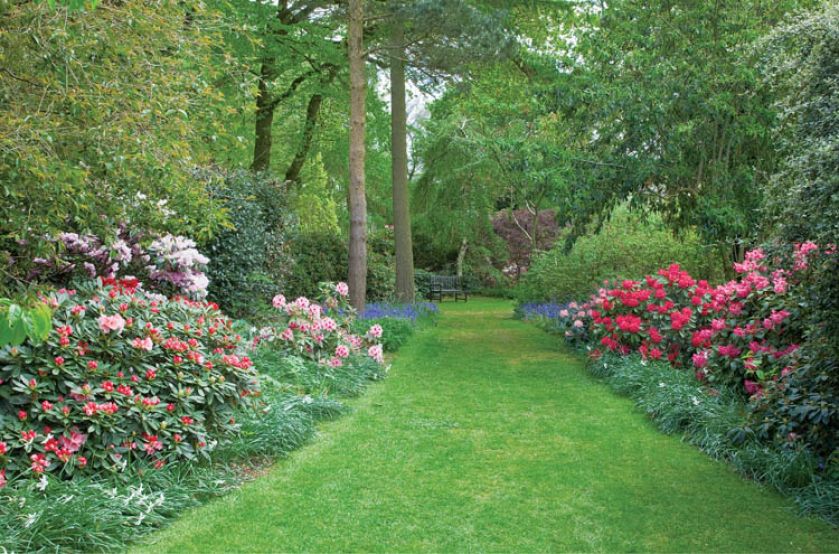 Przez ogród prowadzi ścieżka porośnięta azaliami.