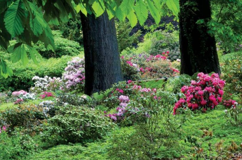 Różaneczniki lubią cień, dlatego świetnie rosną w pobliżu dużych drzew- sosen, klonów, buków, tulipanowców.
