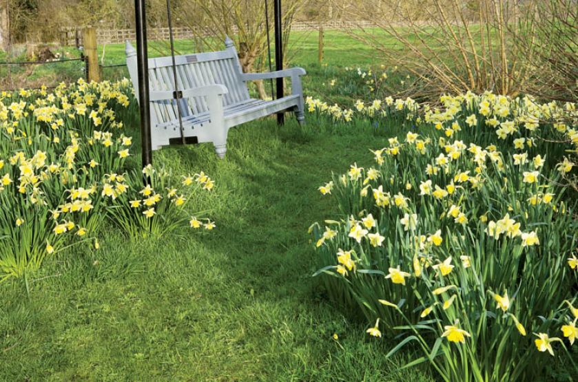 Ławeczka wśród żonkili. Aleja żonkili