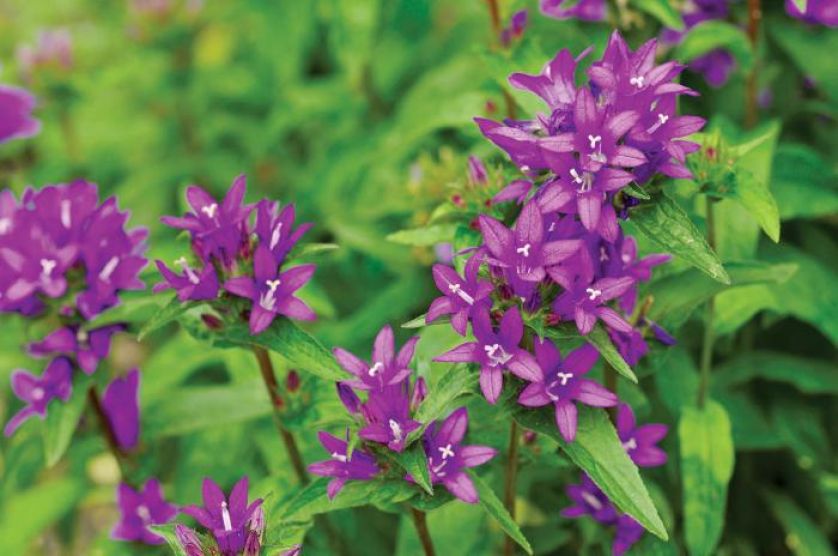 Dzwonek skupiony 'Superba'