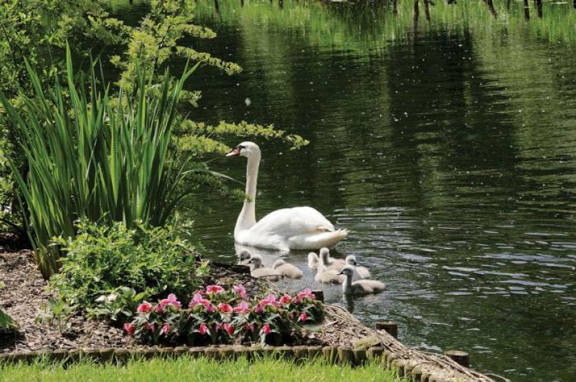 Goście regularnie odwiedzający ogród.