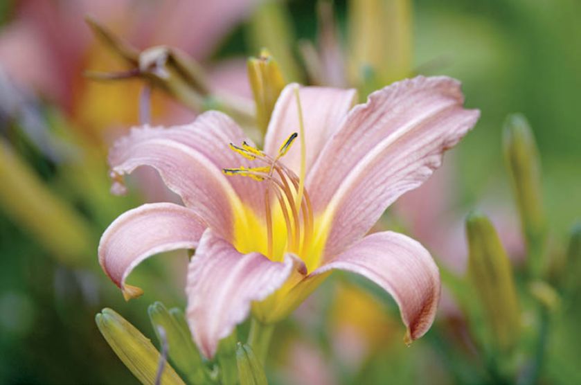 Liliowiec – piękność dnia