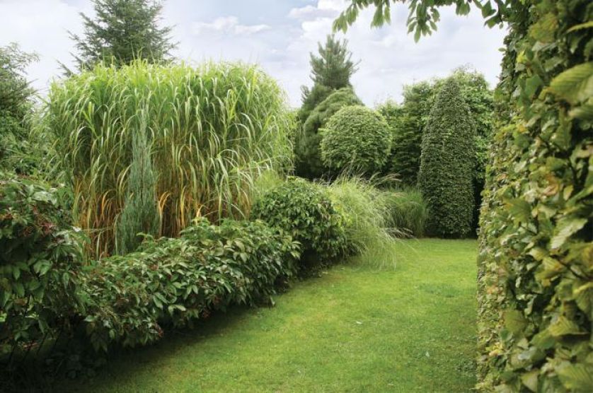 Niski żywopłot to winobluszcz, zza niego wygląda ogromny miskant.