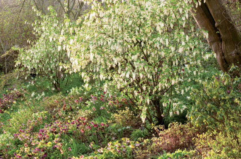 Obsypane białym kwieciem krzewy to porzeczki krwiste, pod nimi - ciemierniki.