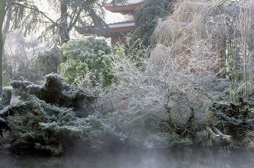 Zima w japońskim ogrodzie