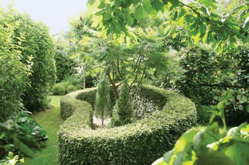 W misie ze strzyżonego grabu rośnie jałowiec Skyrocket , tuja i sumak octowiec.