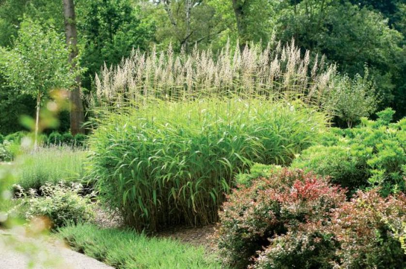 Wrzosowisko na tarasach