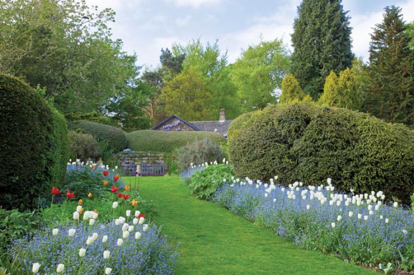 Bukszpan tworzy idealne tło dla tulipanów.