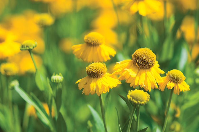 Dzielżany to kwiaty lata i jesieni