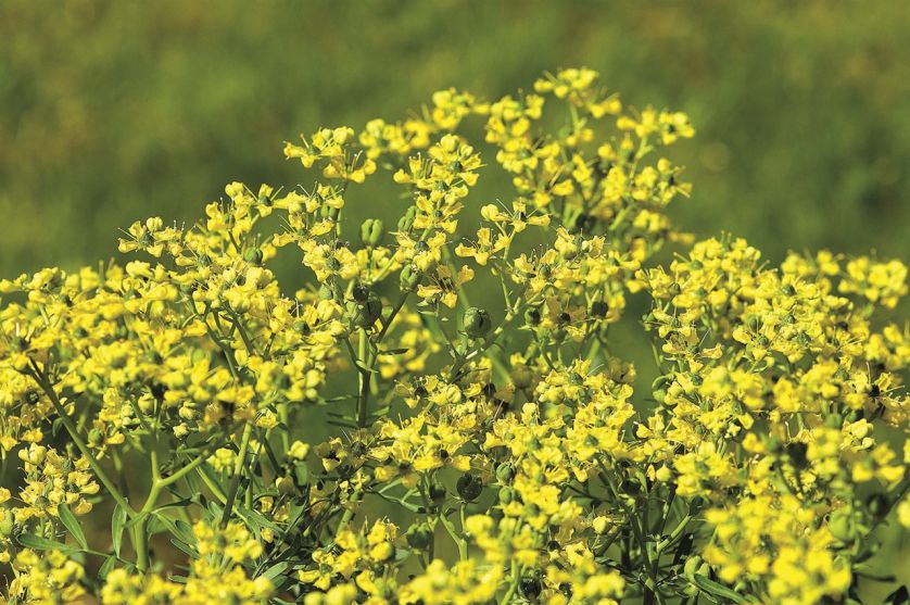 Eden, raj - co rosło w biblijnym ogrodzie?