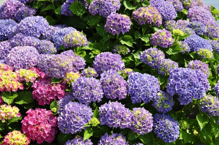 hortensja ogrodowa kolory kwiatów