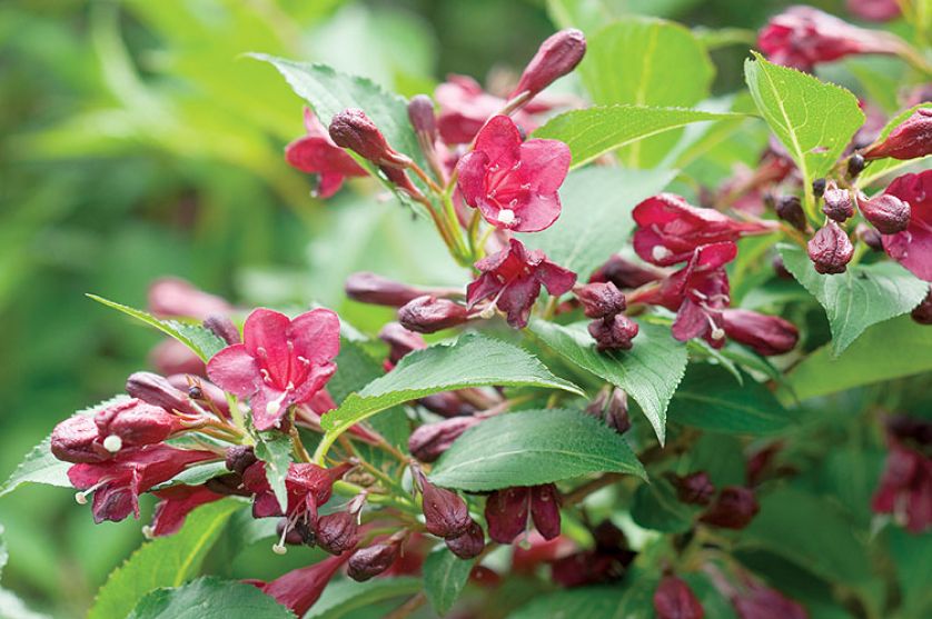 Krzewuszka - na co zwracać uwagę przy uprawie, jak przycinać krzewuszkę i jakie odmiany wybierać?