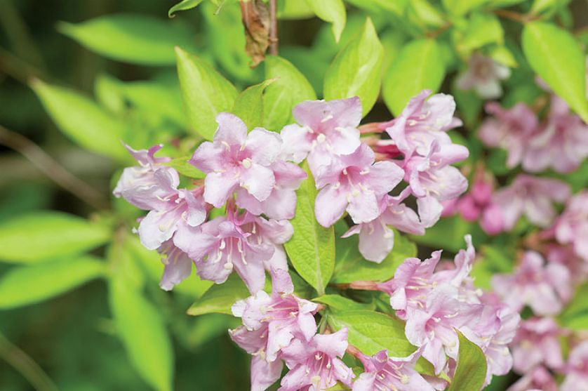 Krzewuszka - na co zwracać uwagę przy uprawie, jak przycinać krzewuszkę i jakie odmiany wybierać?