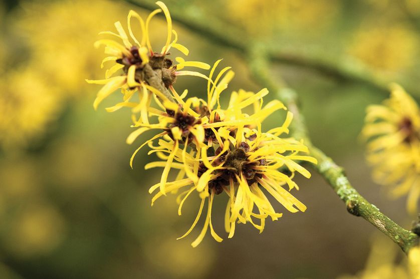 OCZAR CHIŃSKI (HAMAMELIS MOLLIS). Kwitnące drzewa – które warto posadzić w ogrodzie?