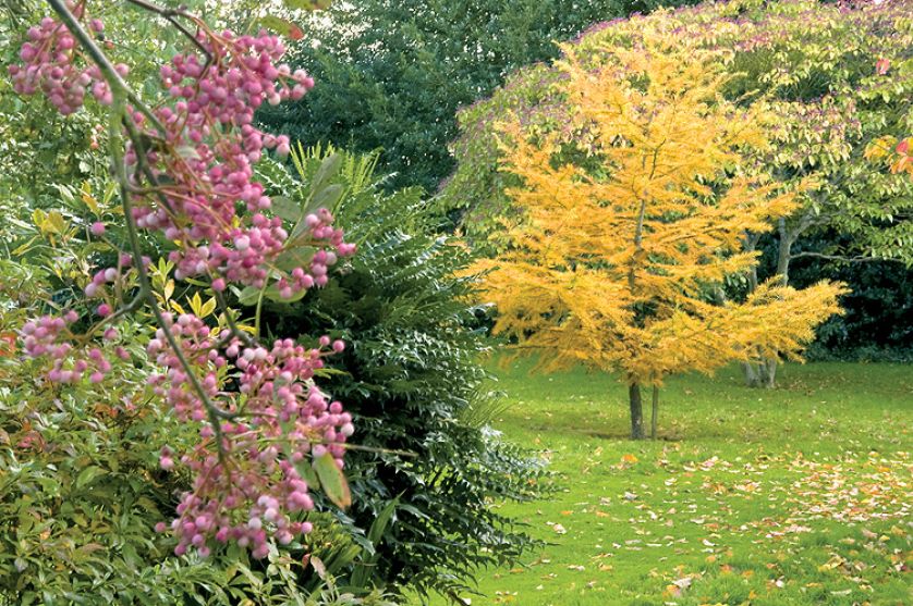 Na pierwszym planie chińska odmiana jarzębiny z różowymi jagodami. Dalej kłująca mahonia i modrzew. W