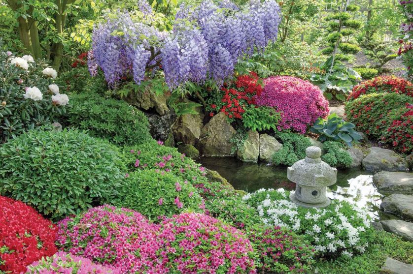 Przepis na ogród japoński? Kiście fioletowych glicynii i bzów oraz olbrzymie kępy misternie przyciętych azalii