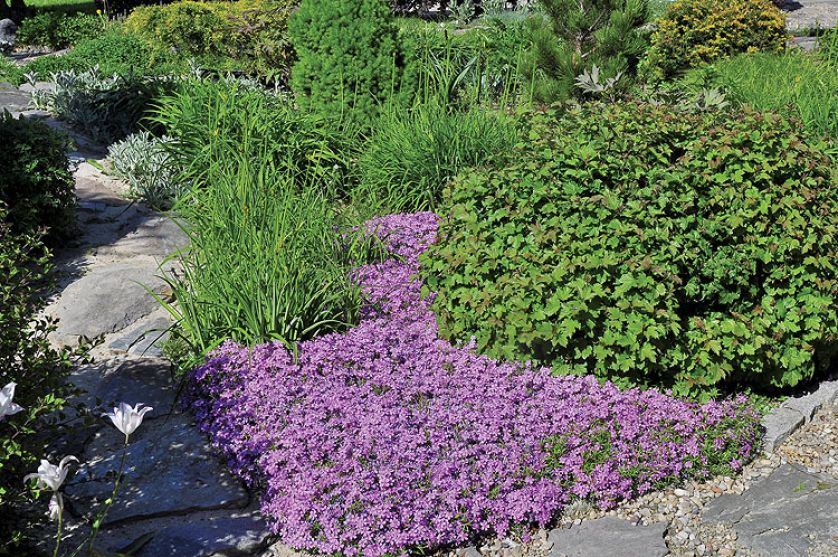 Ogród ma cieszyć oko przez cały rok. Posadzone w nim rośliny nie kwitną wszystkie naraz, ale w kolejnych miesiącach,