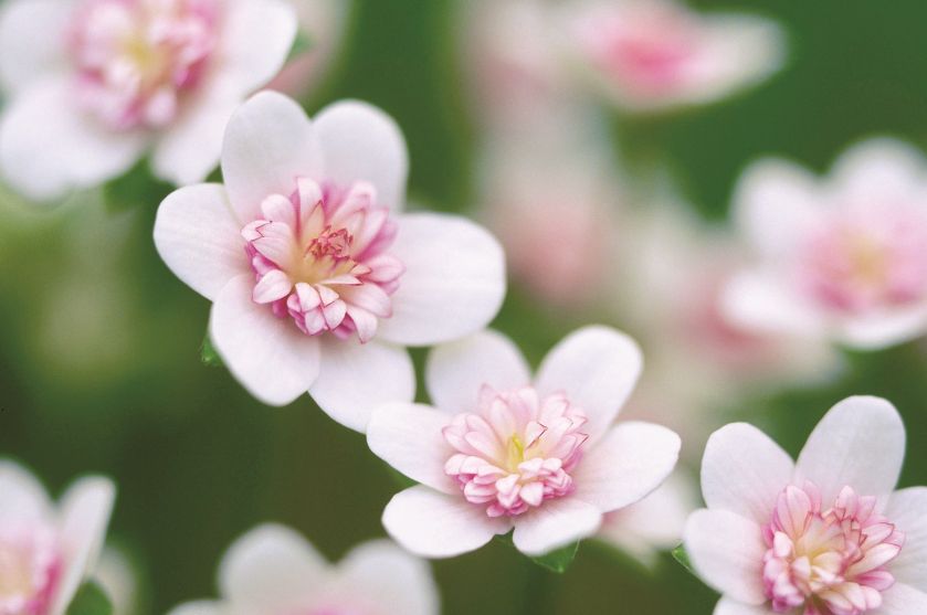 Przylaszczka odmiany