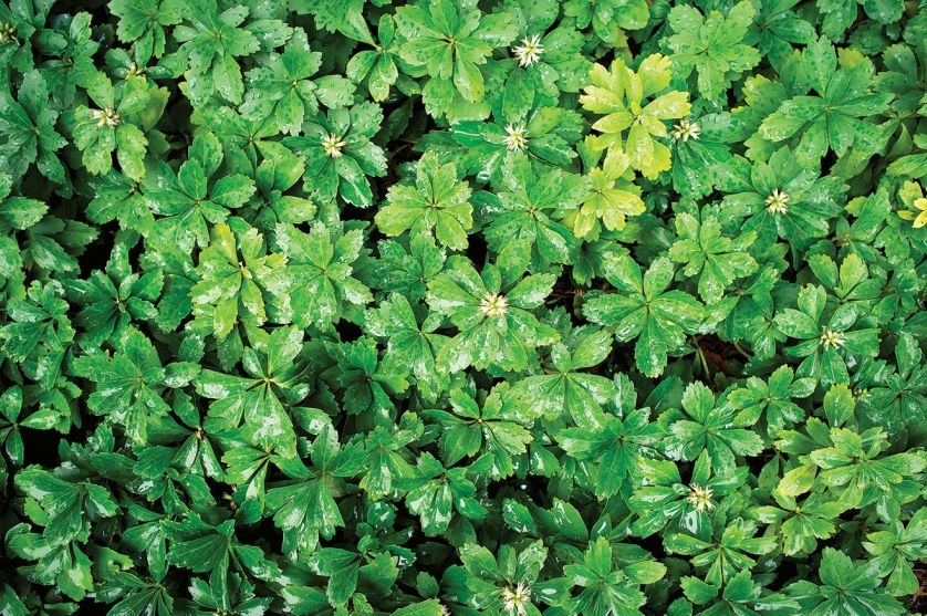 Runianka japońska. Ogród w cieniu jak malowany