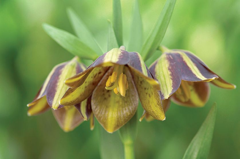 Szachownica - roślina do ogrodu