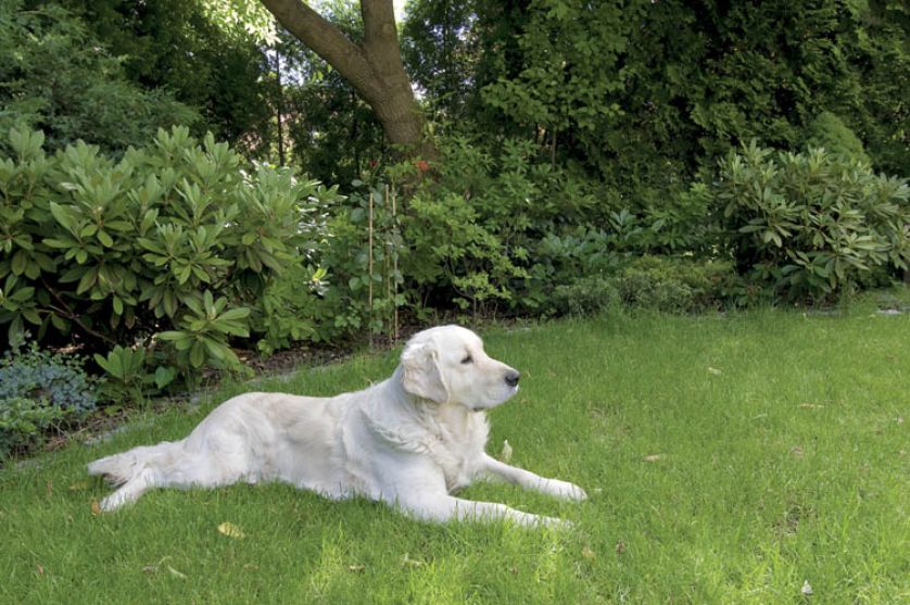 Trawnik najbardziej docenia golden retriver Zak.