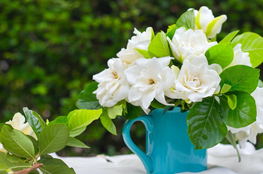 Gardenia