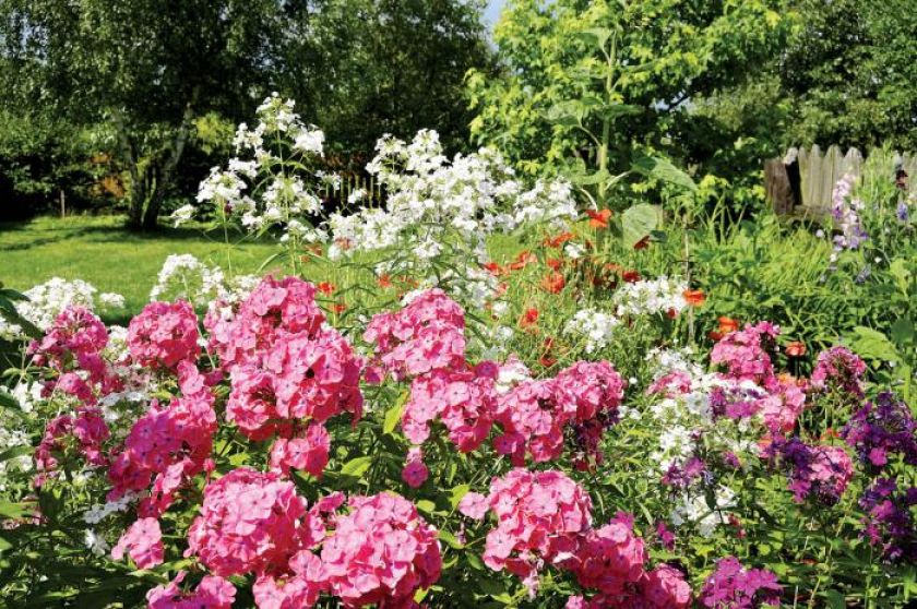 Czym pachnie lato. Czym pachnie lato