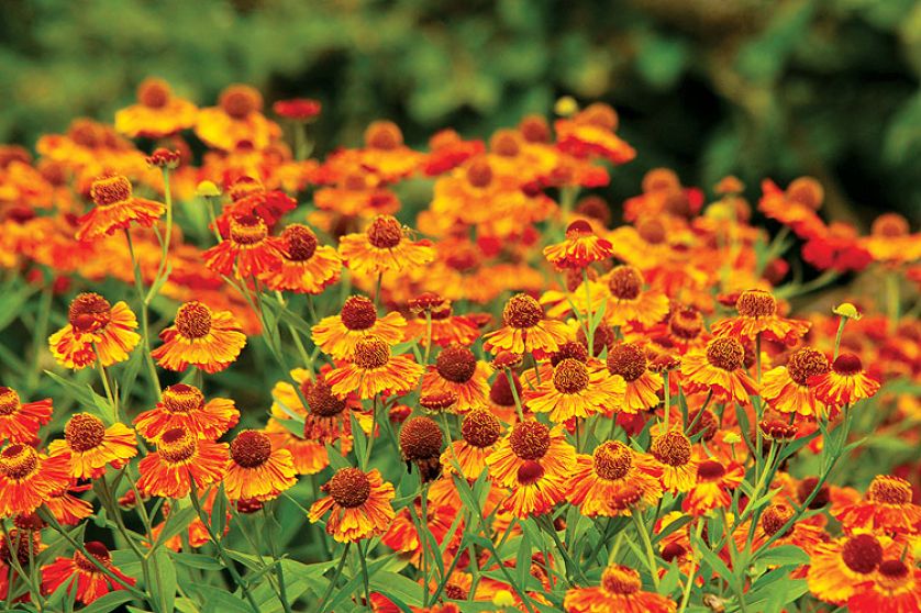 Dzielżanowi nazwę nadano na cześć Heleny Trojańskiej