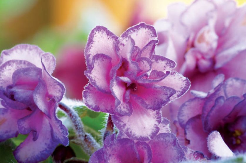 Fiołek afrykański - odmiana różowa z fioletową obwódką.