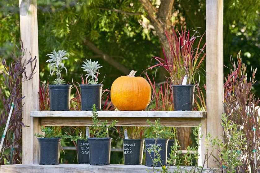 Ładnie wyeksponowana dynia to prosta dekoracja halloweenowa.
