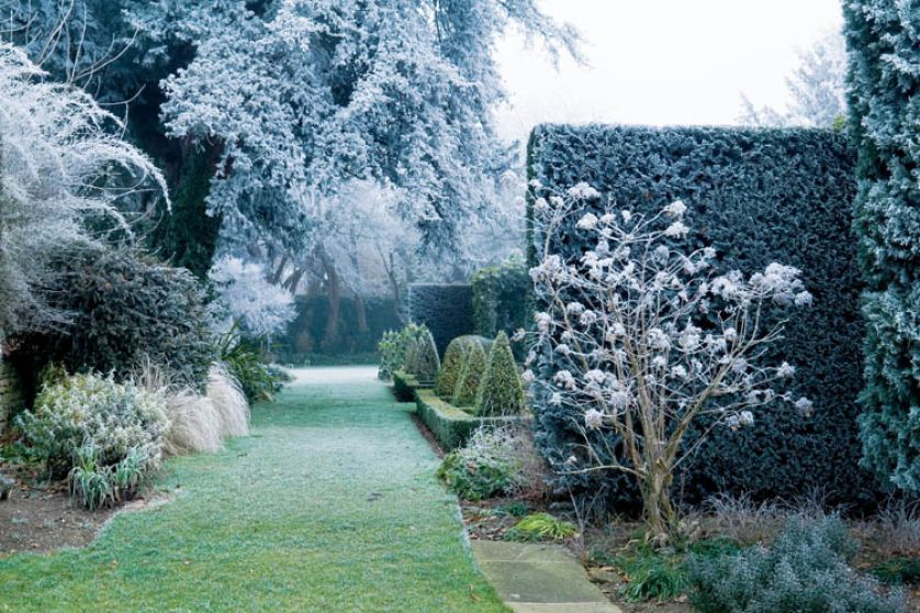 Kilometry zmrożonych żywopłotów poskręcanych jak włoskie lody, przyciętych w stożki i kule.