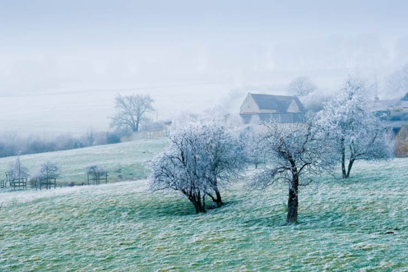 Kilometry zmrożonych żywopłotów poskręcanych jak włoskie lody, przyciętych w stożki i kule.