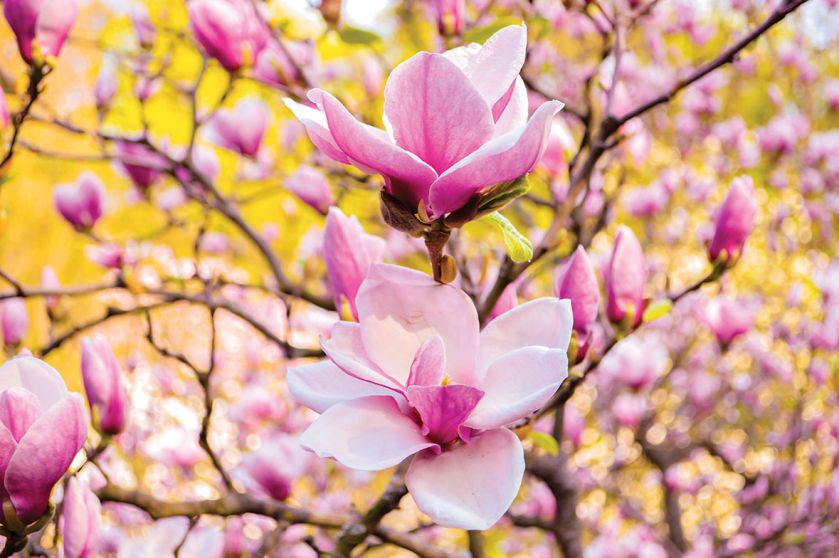 MAGNOLIA (MAGNOLIA VIRGINIANA). Kwitnące drzewa – które warto posadzić w ogrodzie?